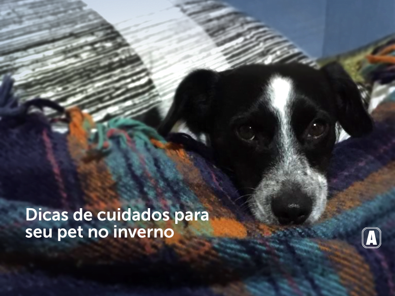 A imagem mostra um lindo cachorrinho debaixo das cobertas. O focinho do cachorro é preto com manchas brancas. Ele está debaixo de uma coberta xadrez, com tons escuros, laranjas e verdes.