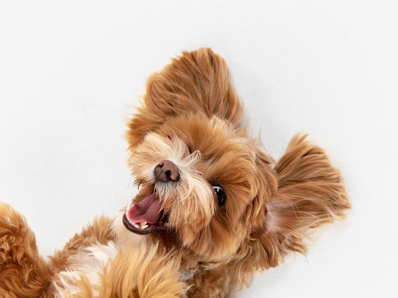 A imagem mostra um cachorrinho de pelos claros deitado de barriga pra cima sobre um fundo branco. Os pelos dele ocultam bastante do rosto, deixando visível apenas o olho esquerdo, que é cor castanha. Ele está de boca aberta, como se estivesse sorrindo para a câmera.