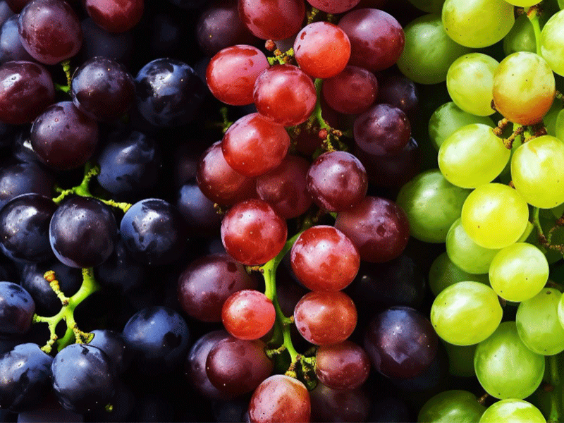 Na imagem, aparecem cachos de uva de diferentes tipos.