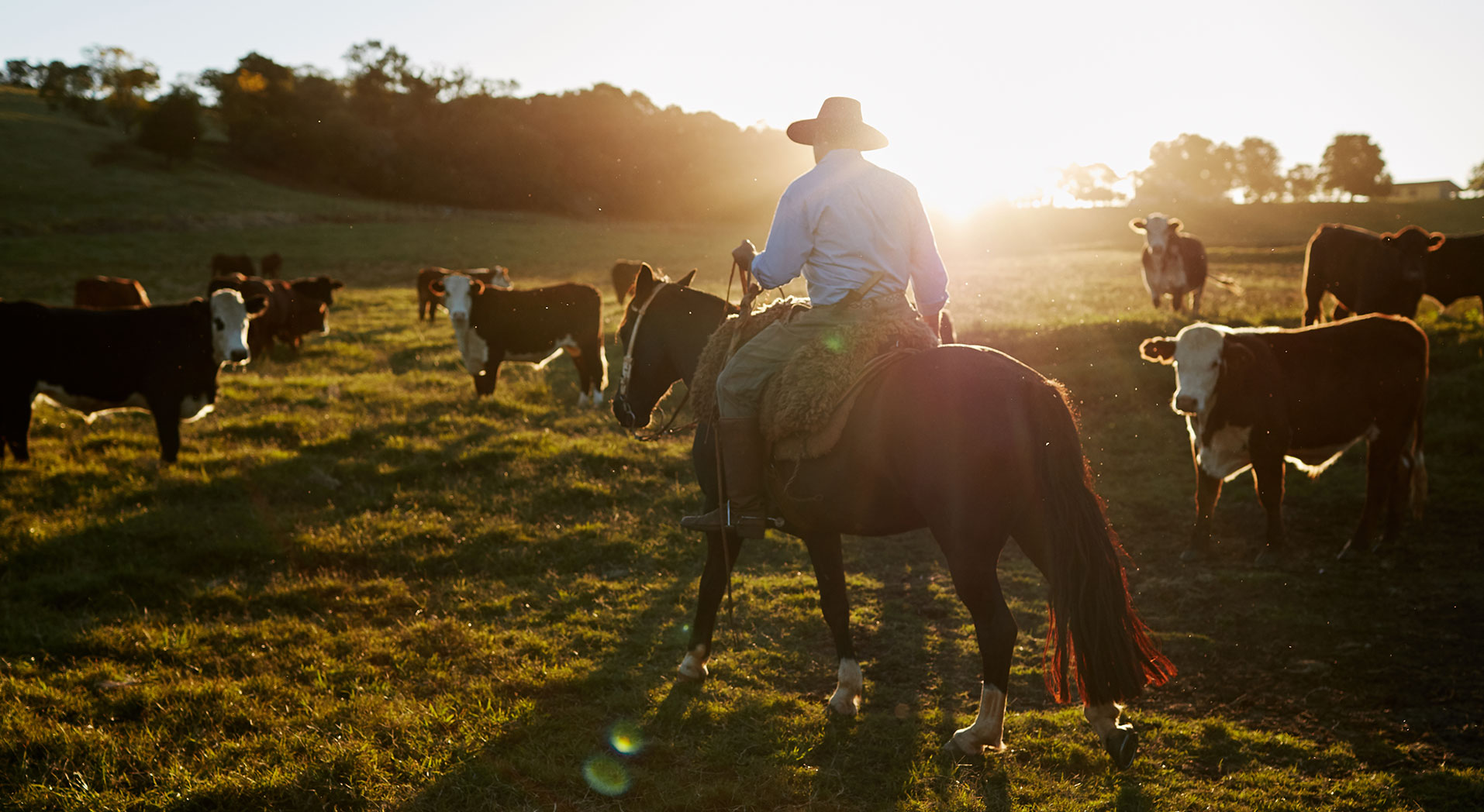 Homem cavalga em campo com algumas cabeças de gado.