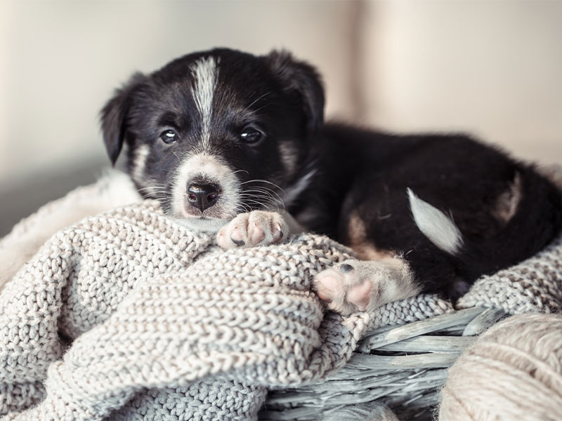 Imagem de cachorro deitado em tecidos quentes